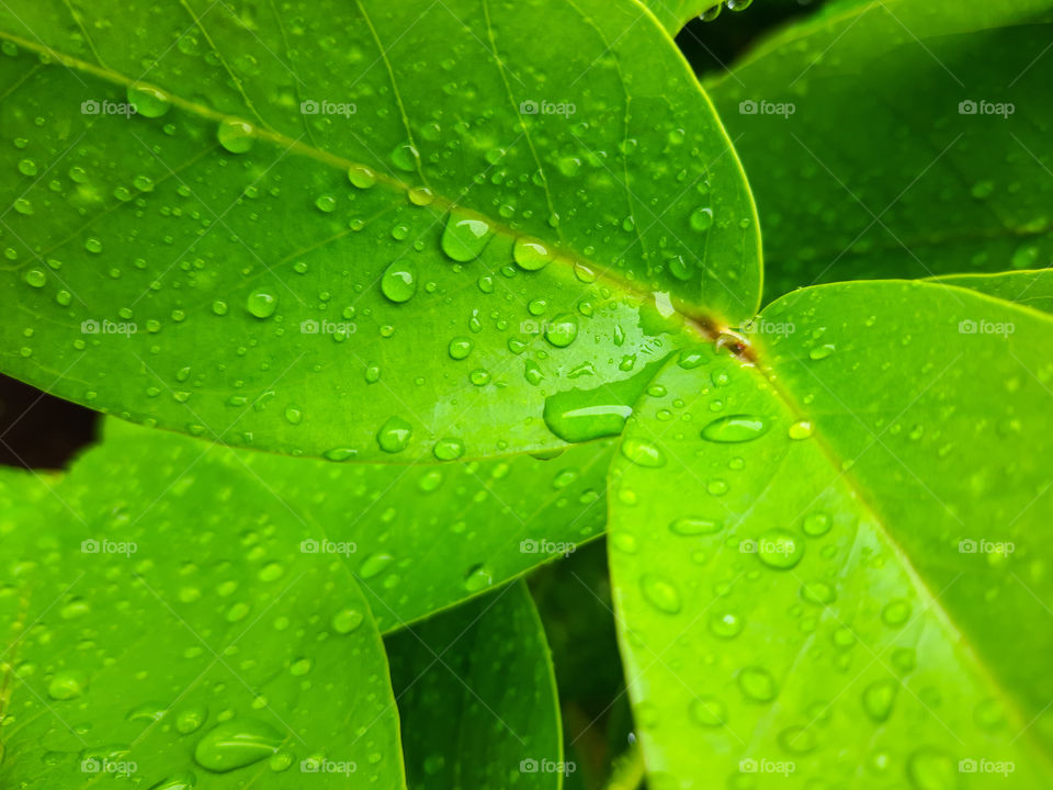 New found life of flora after a good rain. Back to lush green with rain. Eastern monsoon time at the northern part of Sri Lanka. Rainy days.