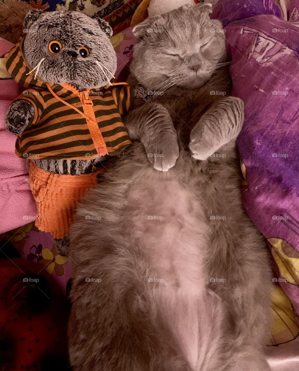 Sleeping cat. gray fat cat sleeps on the bed next to a soft toy