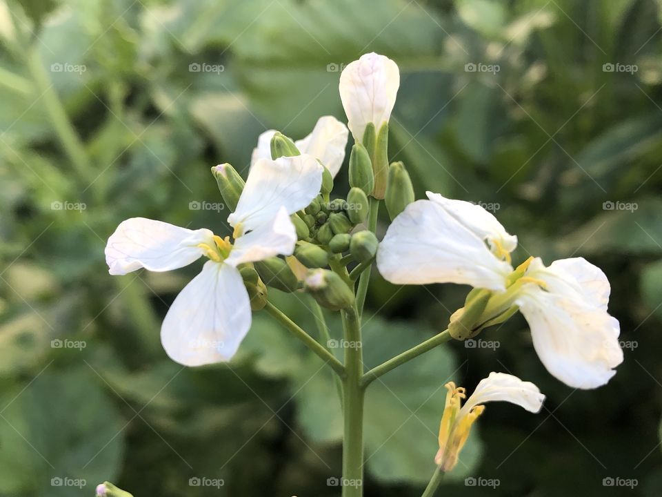 Mustard plant with white colour flower landscape