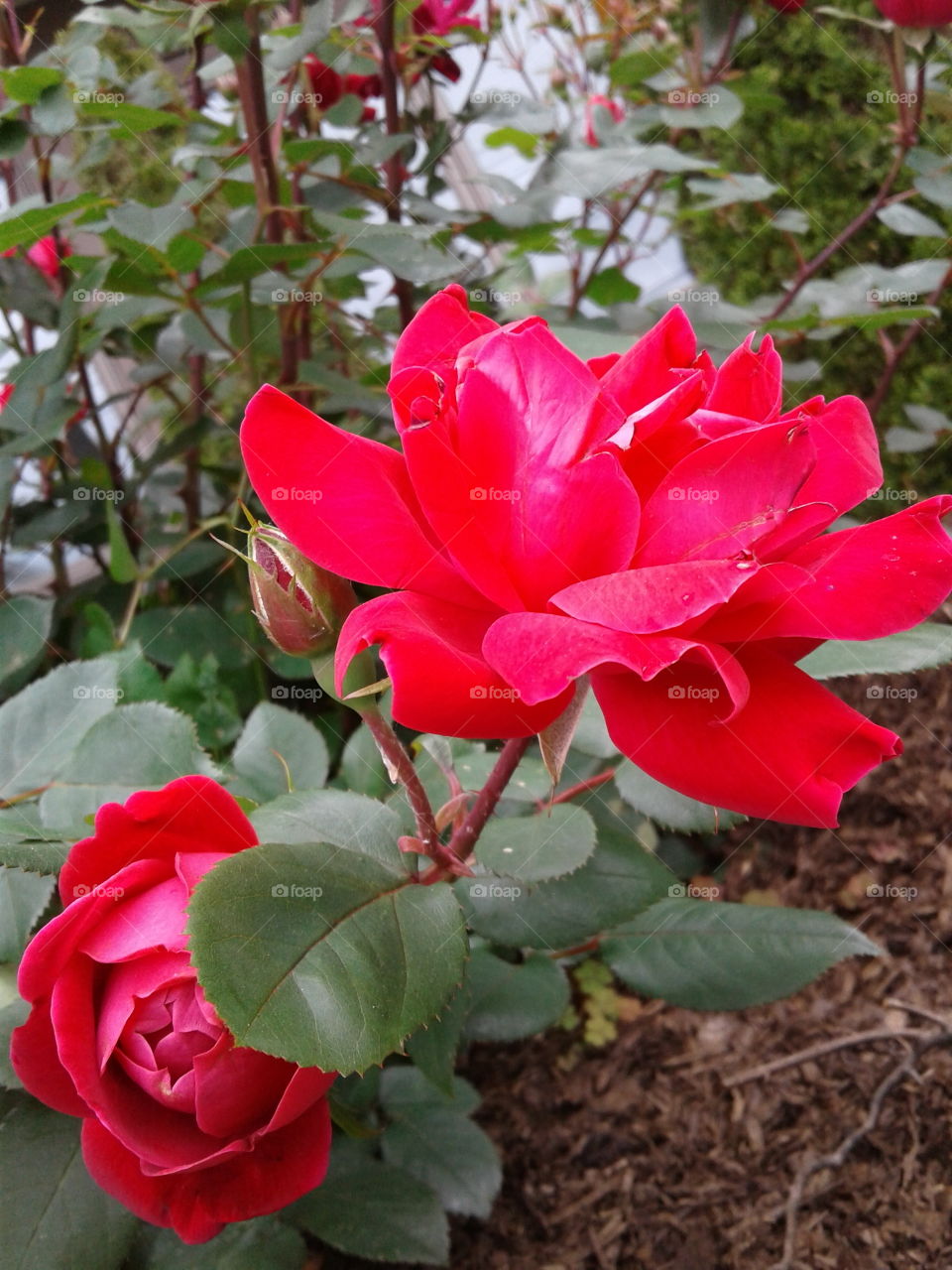 single blooming red rose