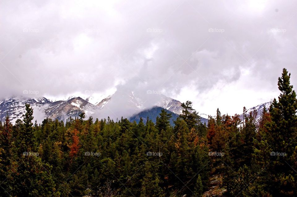 trees mountain group1 by refocusphoto