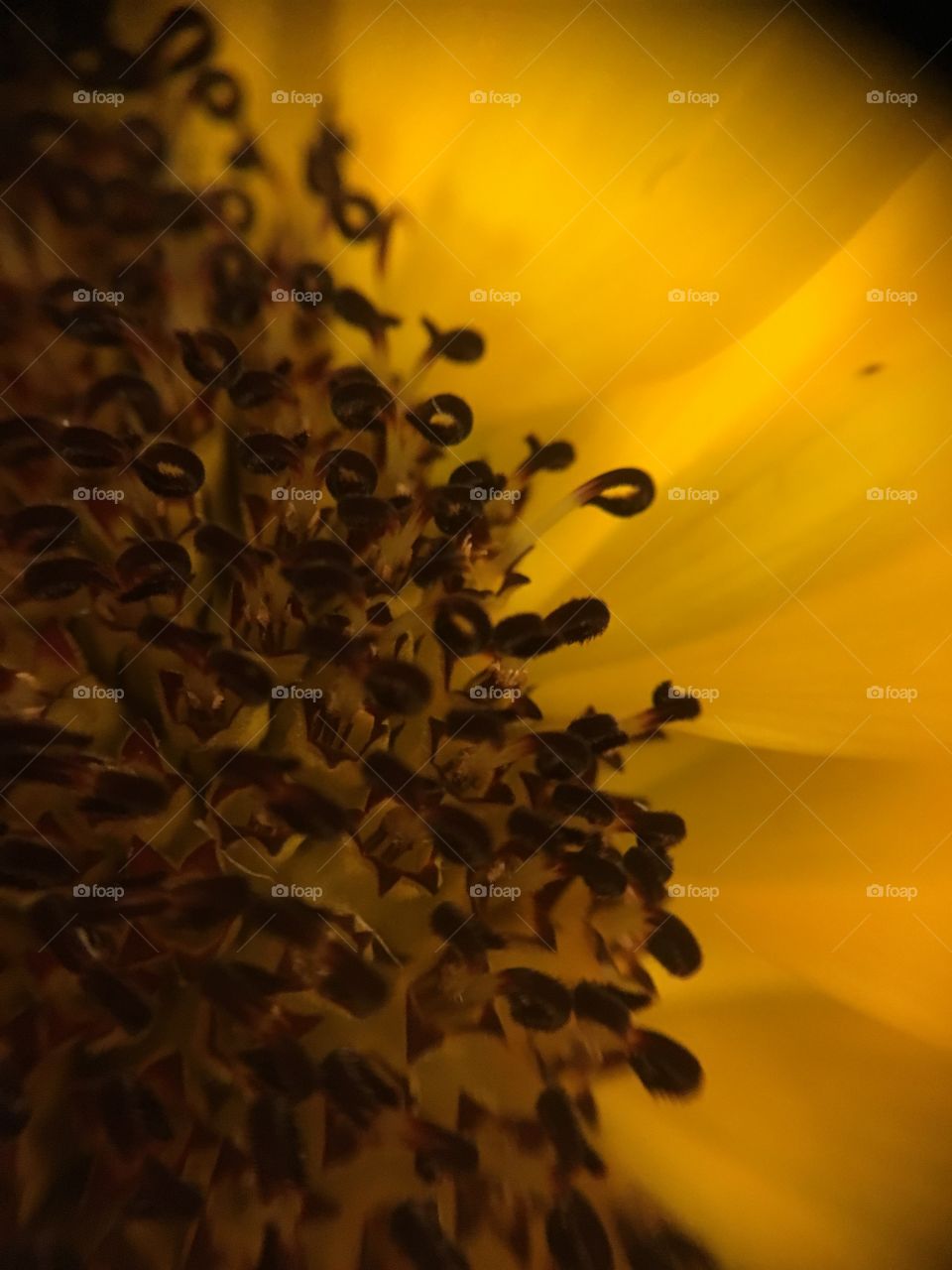 Sunflower closeup