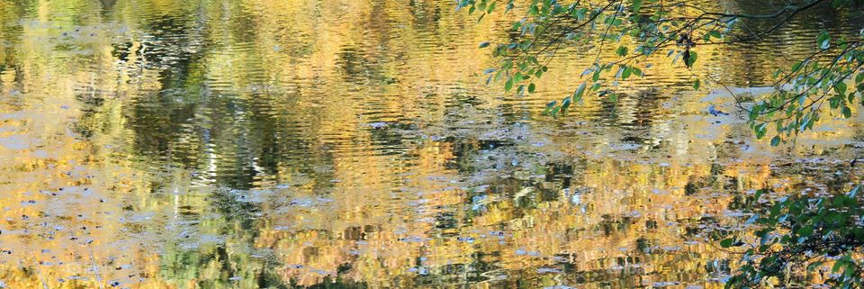 Autumn leaves reflected on lake water