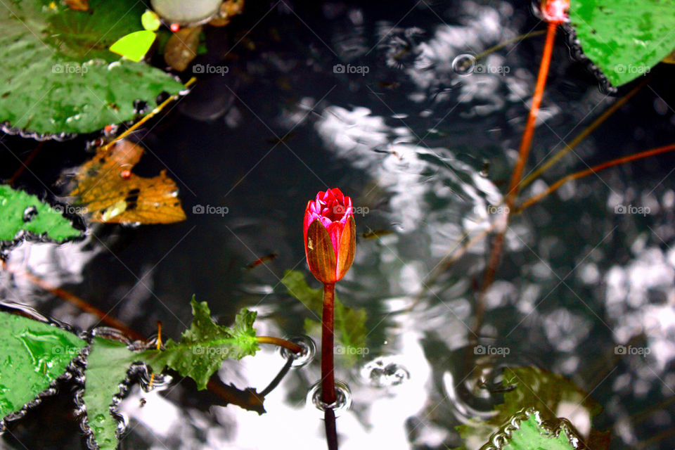Lotus in pond