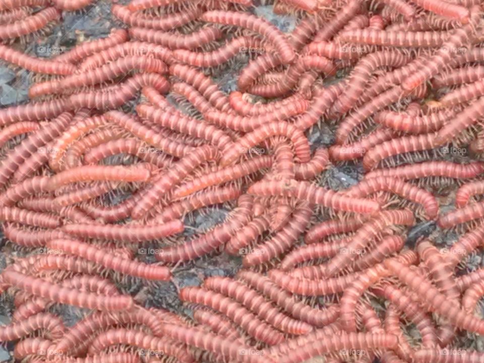 The larva of rani sijan.