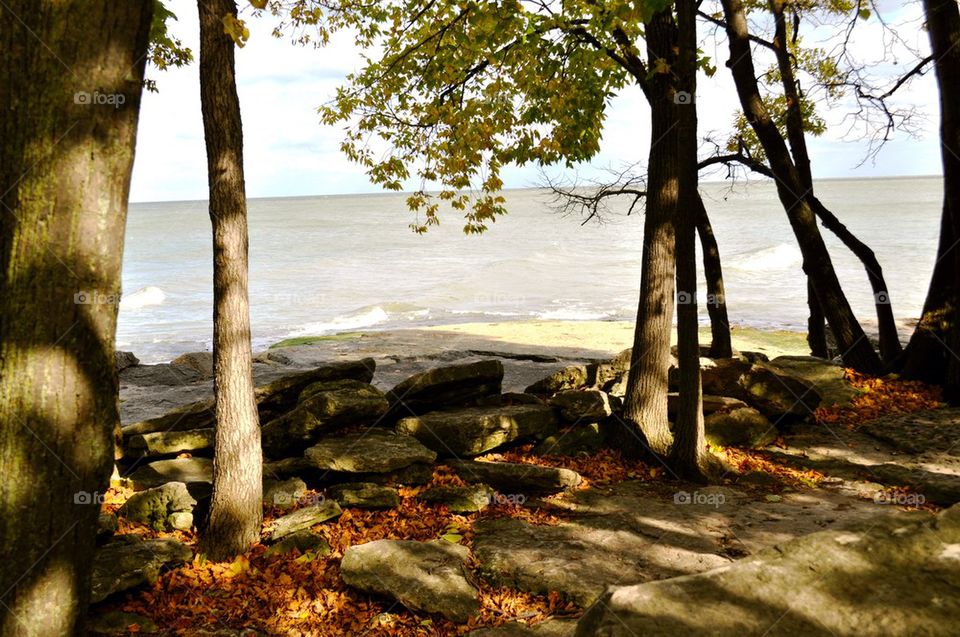 Trees and water