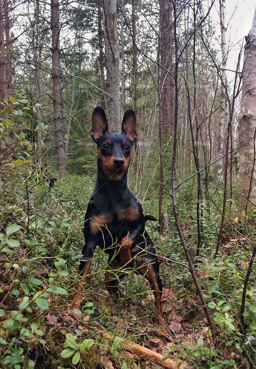 Minpin in the forest