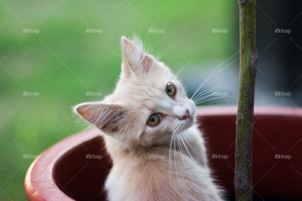 Cream Kitten Sitting in a Red Flower Pot 2