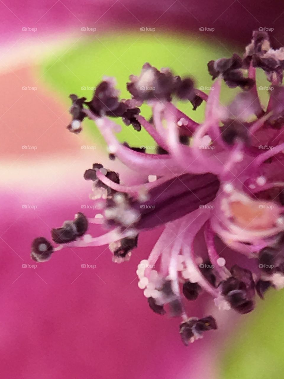 Intricate stamen 