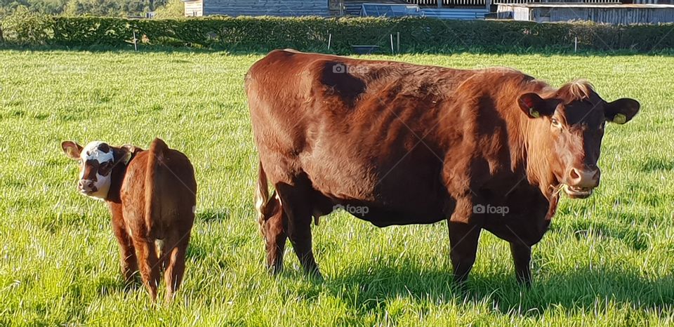 mother and calf enjoying fresh spring grass on the cattle farm