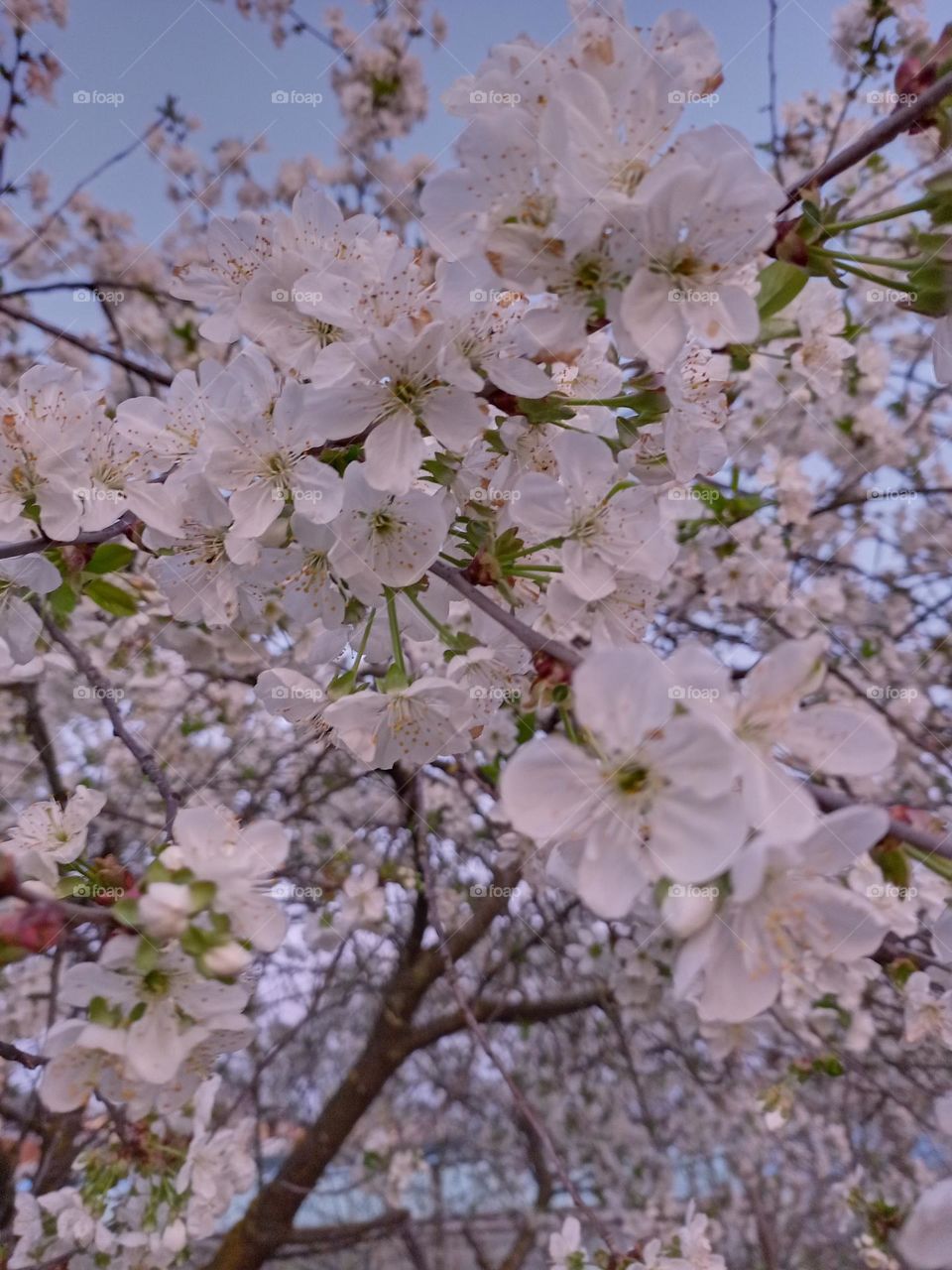 cherry blossoms