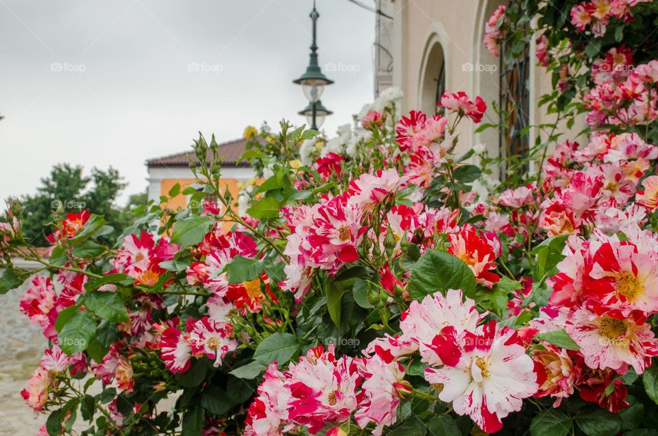 Urban nature Plants, Spring in Karlovo, Bulgaria