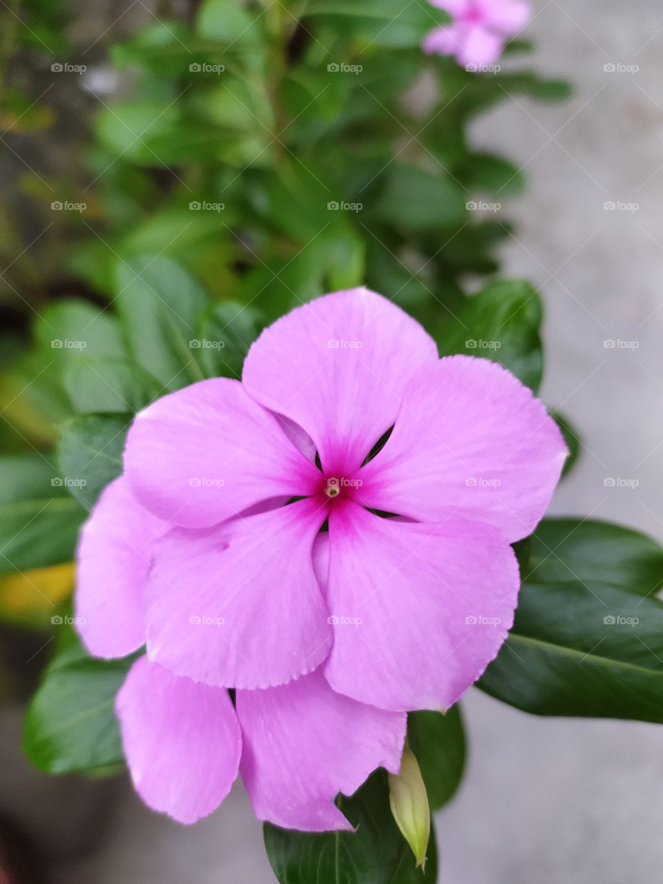 The pink magic of periwinkles