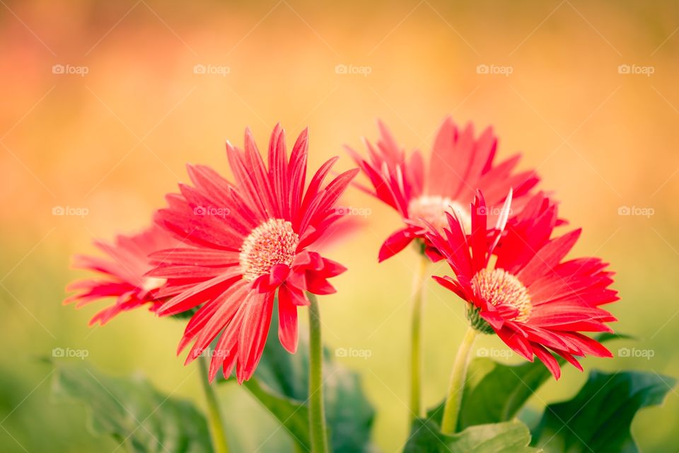Gerberas 