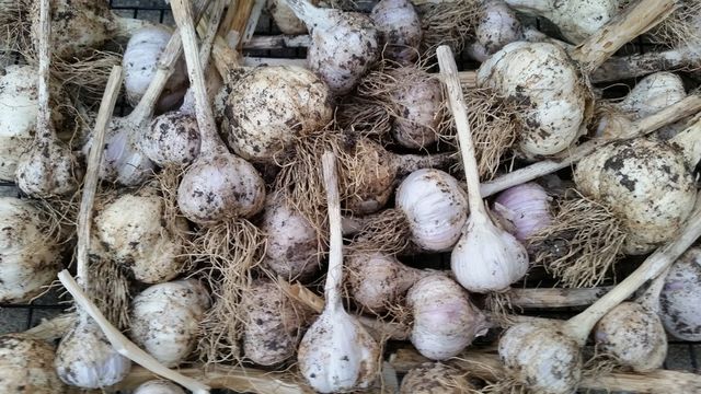 dried garlic stemed