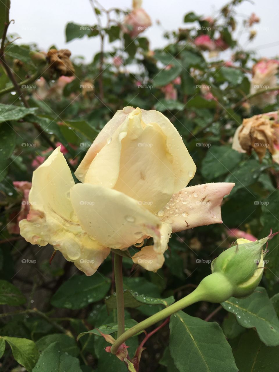 🌺Fim de #cooper!
Suado, cansado e feliz, alongando e curtindo a beleza das #flores.
🏁
#corrida #treino #flor #flowers #pétalas #pétala #jardim #jardinagem #garden #flora #run #running #esporte #alongamento