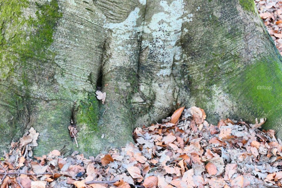 Herbstlaub am Baumstamm