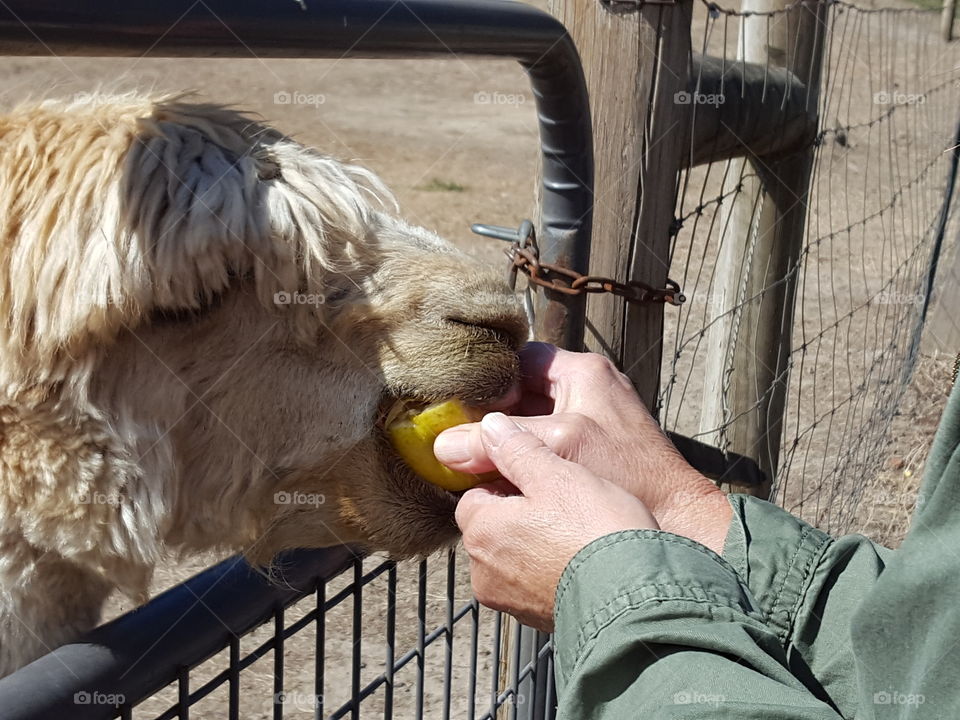 A person feeding alpaca