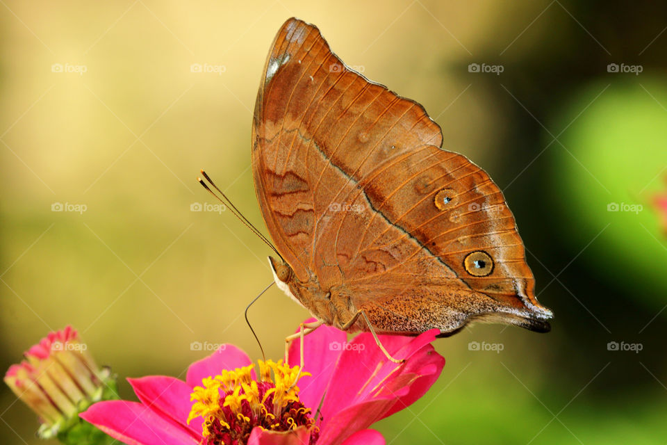 butterfly sucking nectar on flower.