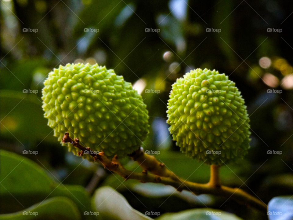 litchi fruits