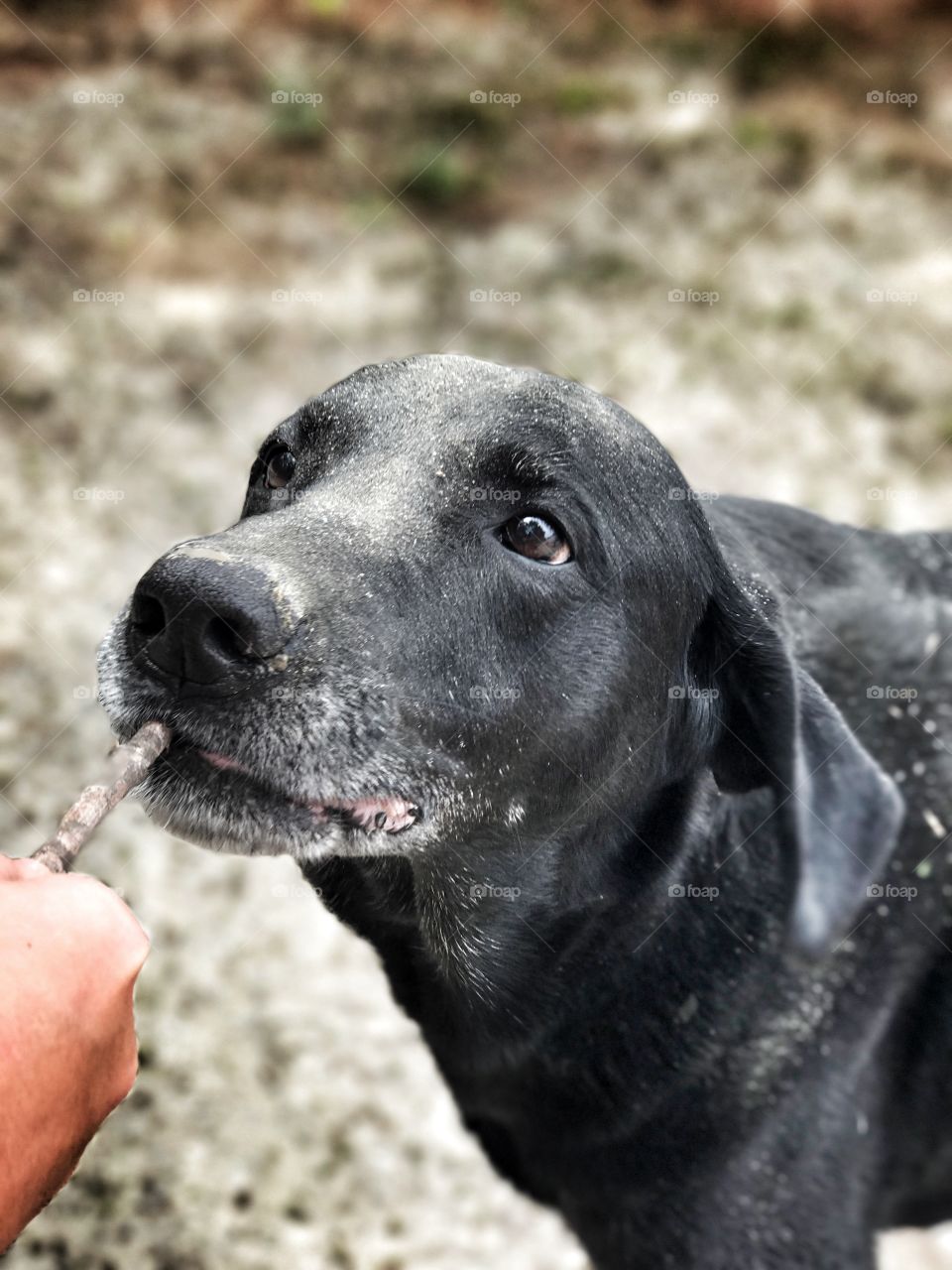 This is a picture of a little hand holding a stick trying to give it to the dog to play with 