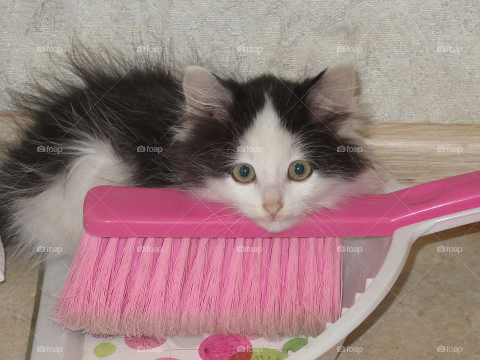 my little helper kitten