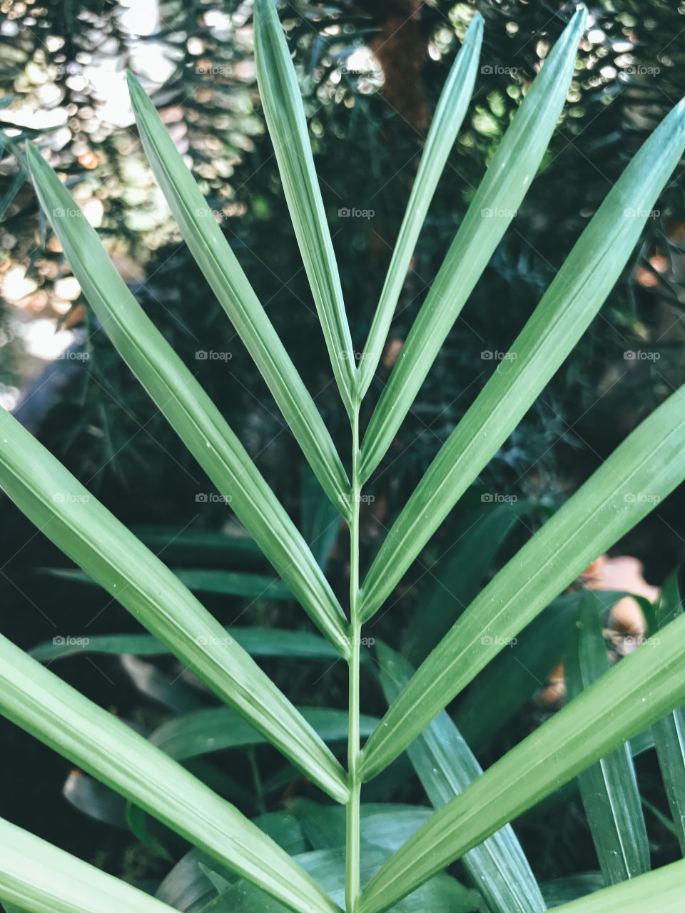 Green leafs in the garden 