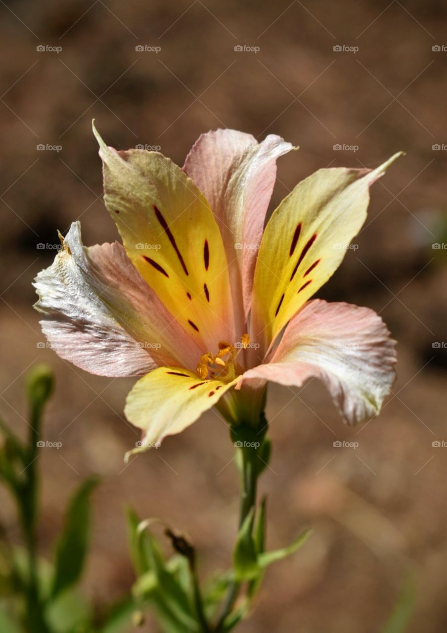 portrait flower