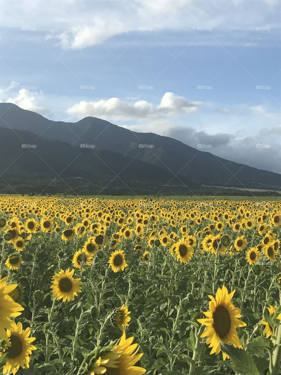 Sunflower Field in Maui