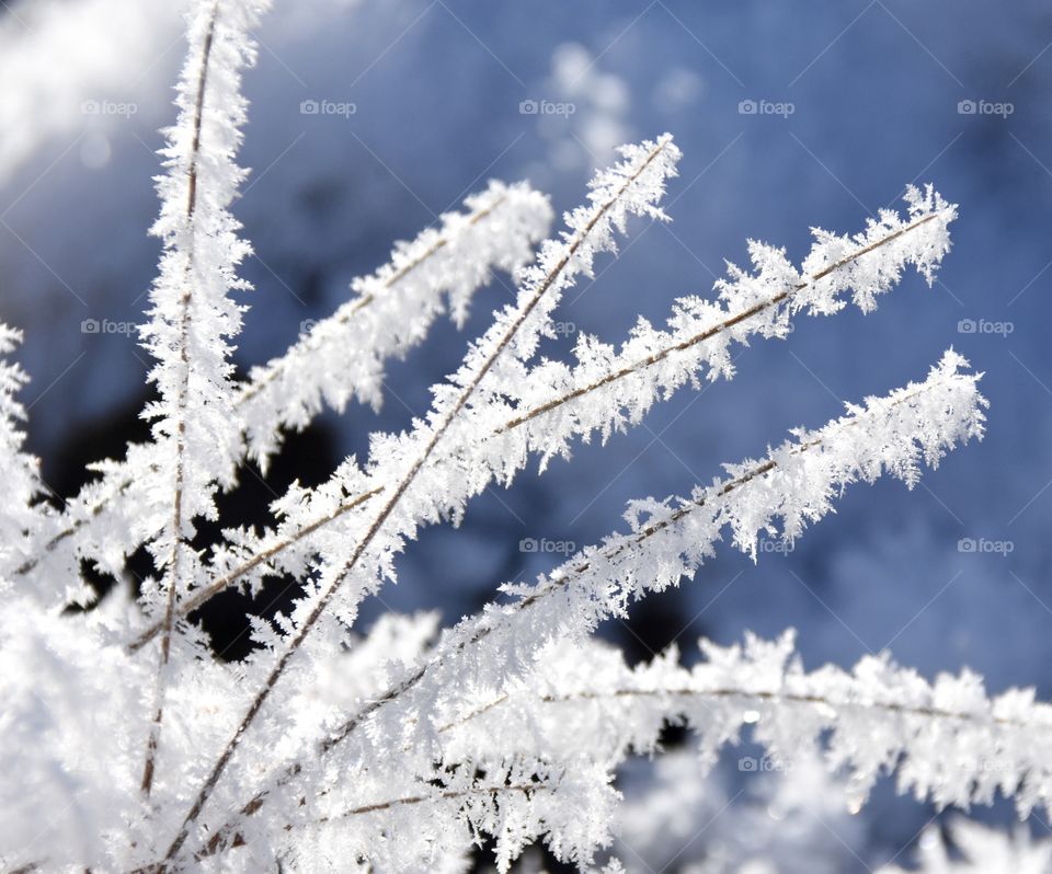 Winter, frost on tall grass with blue sky in the background 
