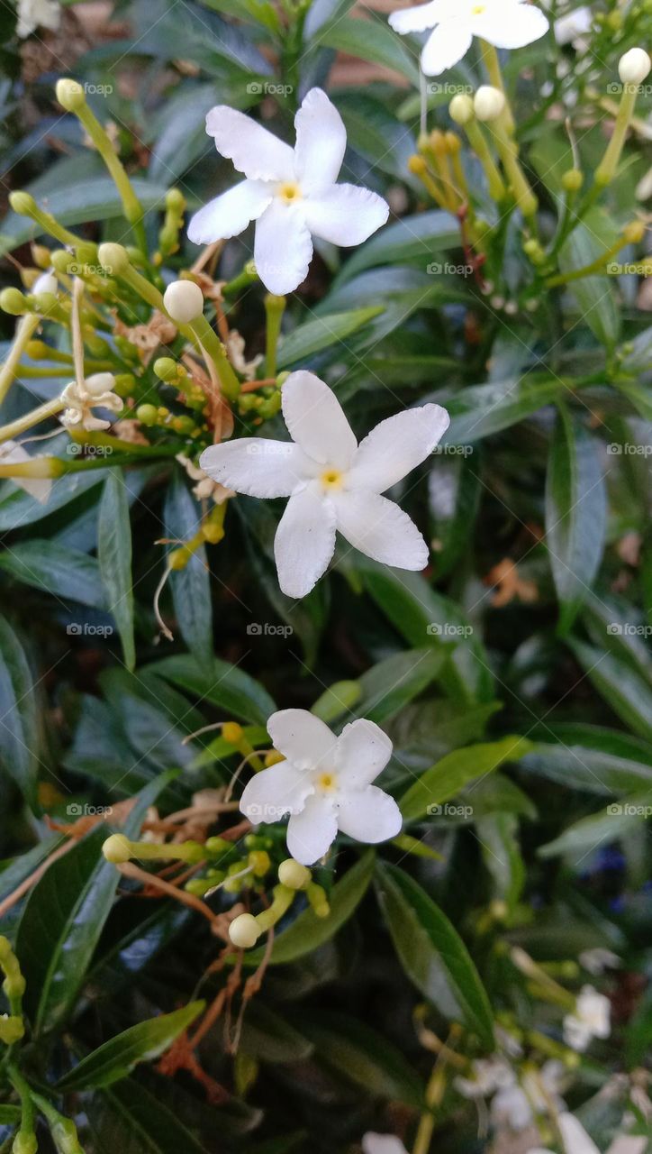 View of jasmine flower