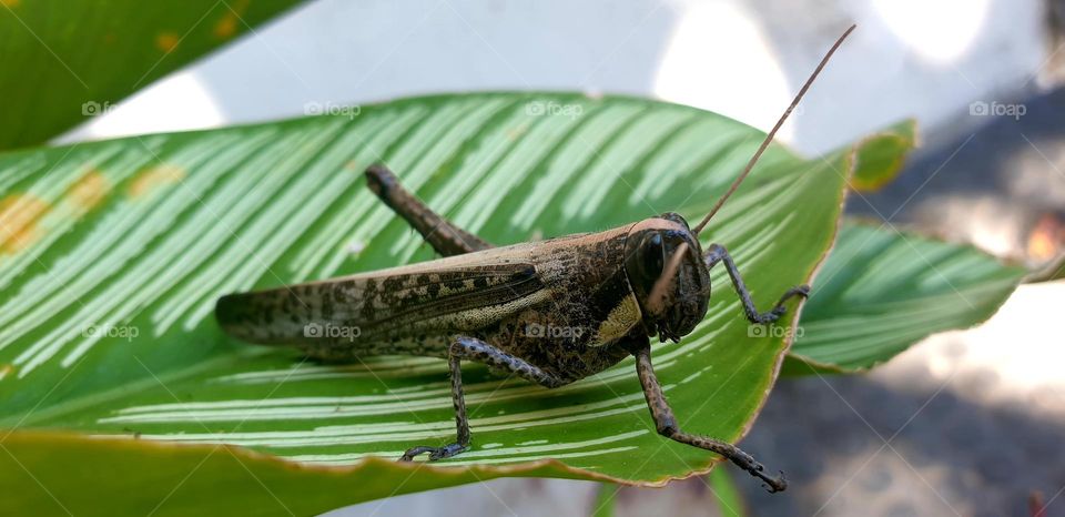 large brown grasshopper