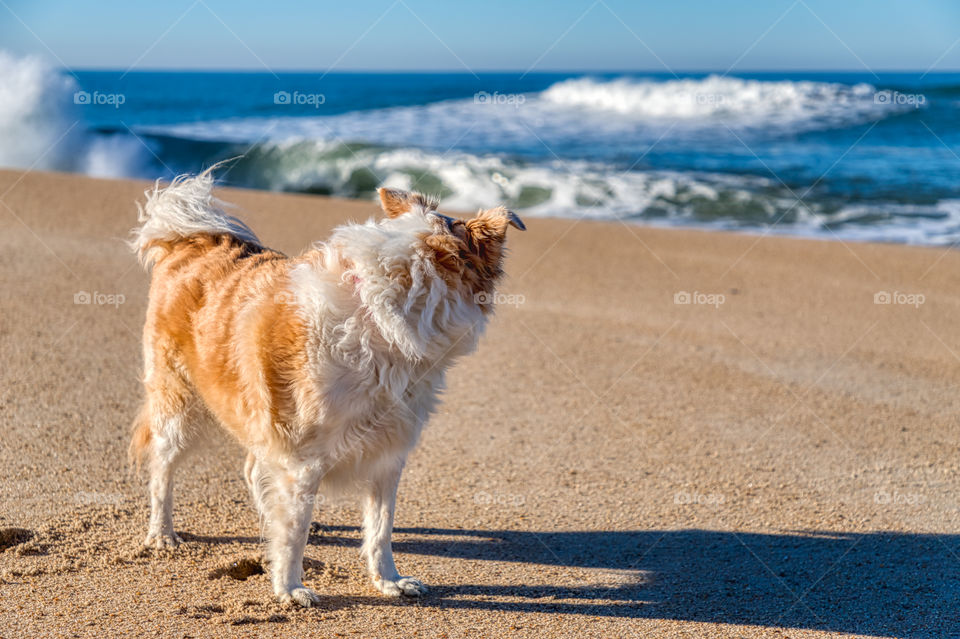 Blonde border collie mix dog on a sandy beach looking back at the blue waves and the ocean with a bright blue sky