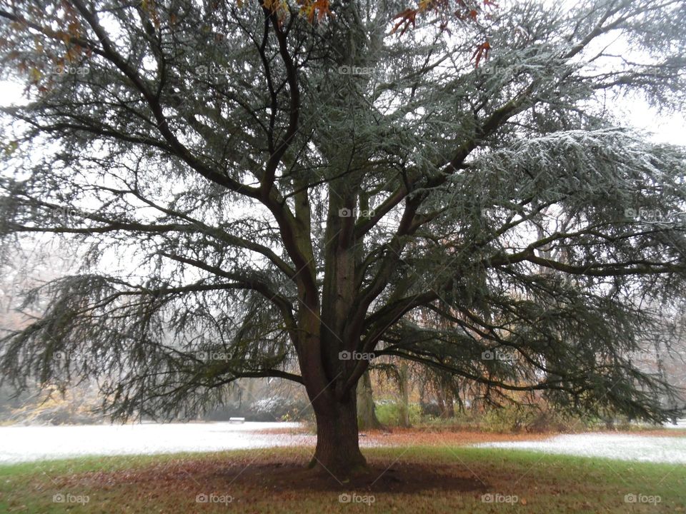 Parc de Mariemont , la Louvière