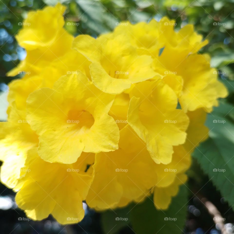 yellow flowers