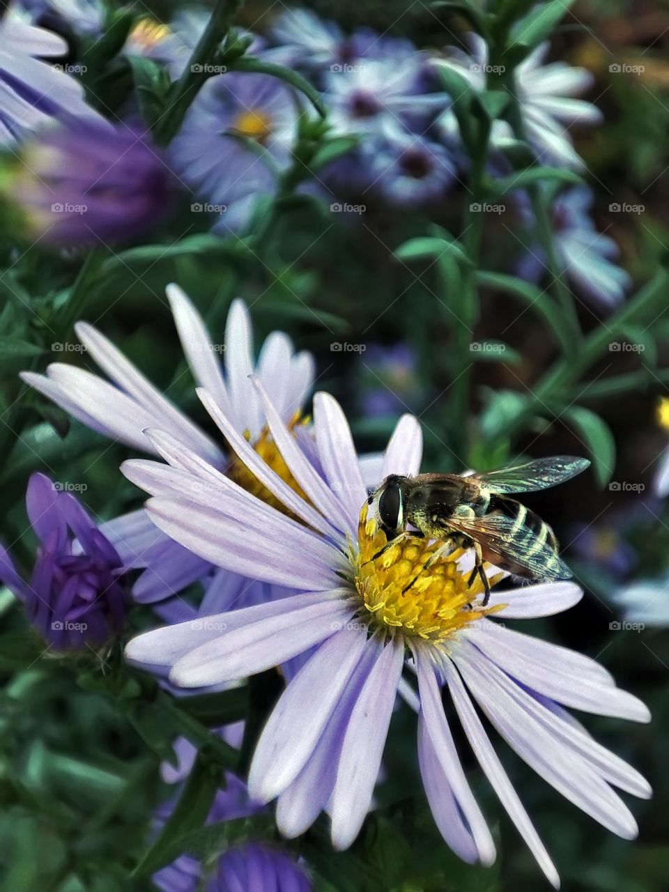 Macro photo of a flower growing in the garden