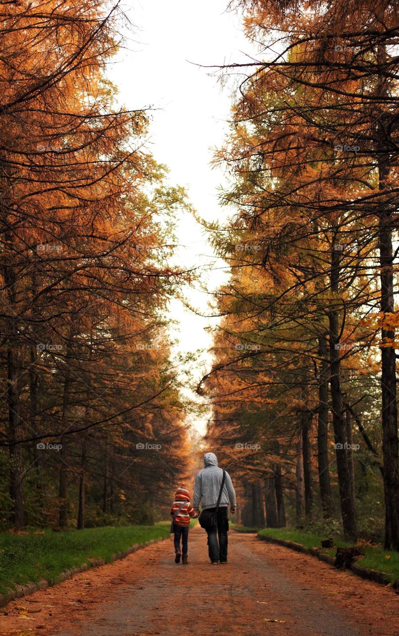 Dad and daughter are walking in the autumn city park among old pines