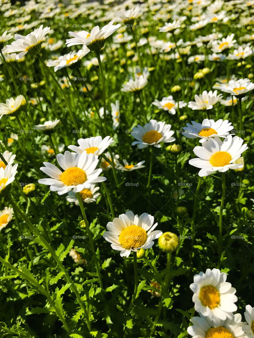 Sunshine flowers 