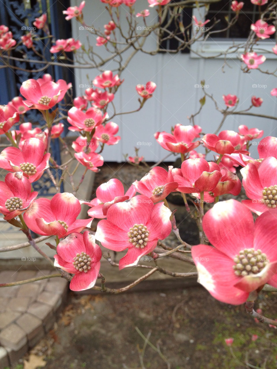 spring flowers pink pink dogwood by joshames