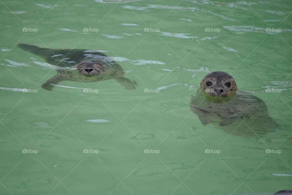 two seals in the sea looking