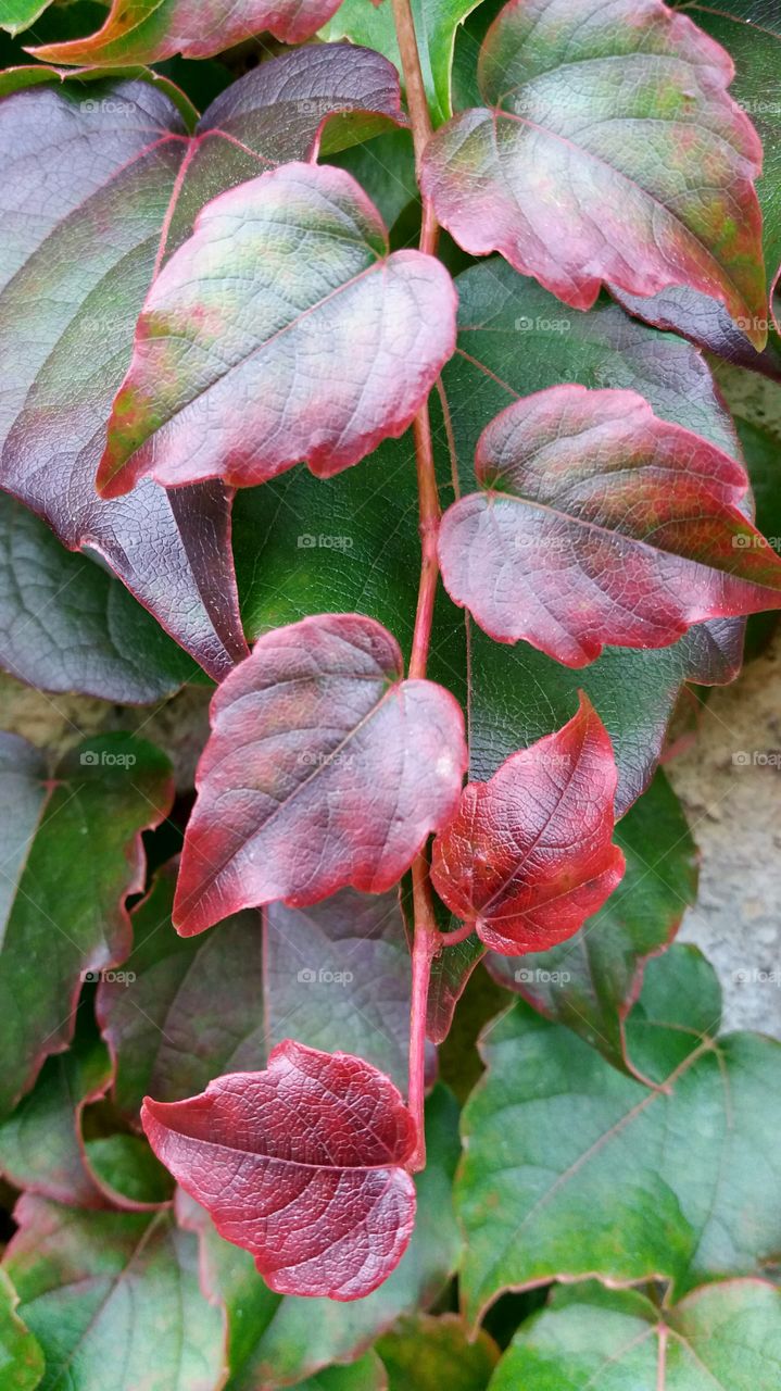 colourful fall leaves