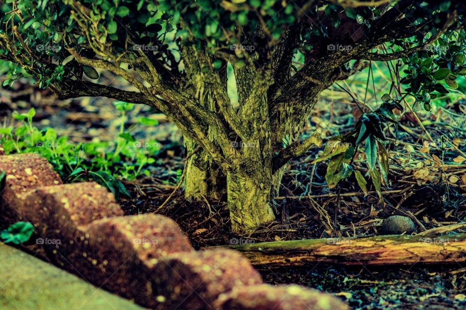 Bush growing along the path