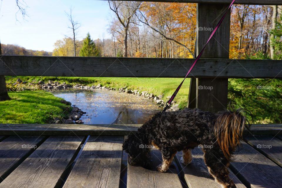 Autumn Day at the Park. Dog Looking Through Cracks on the Bridge