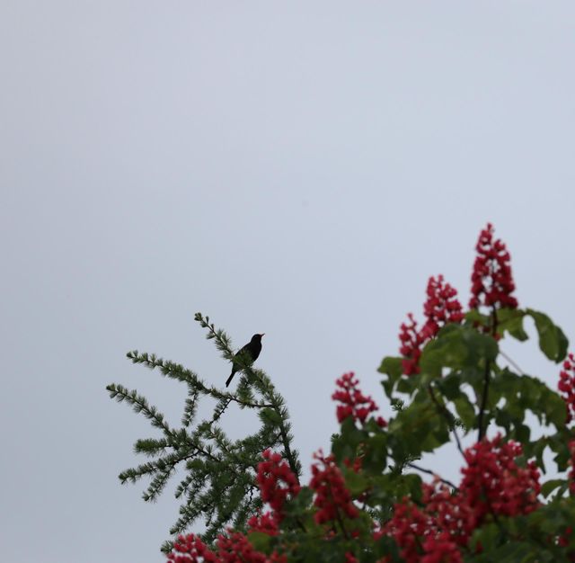 bird in freedom