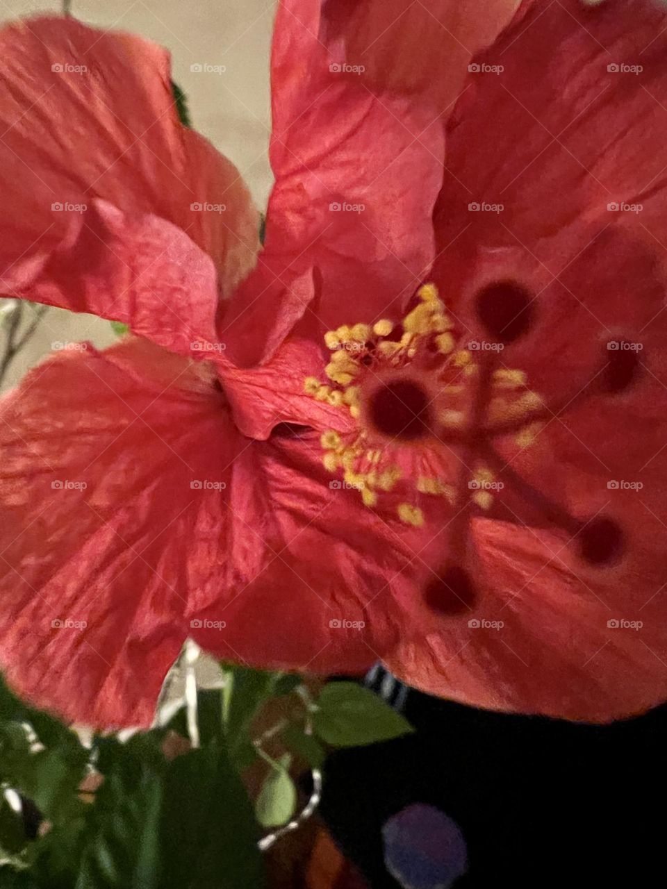 Hibiscus