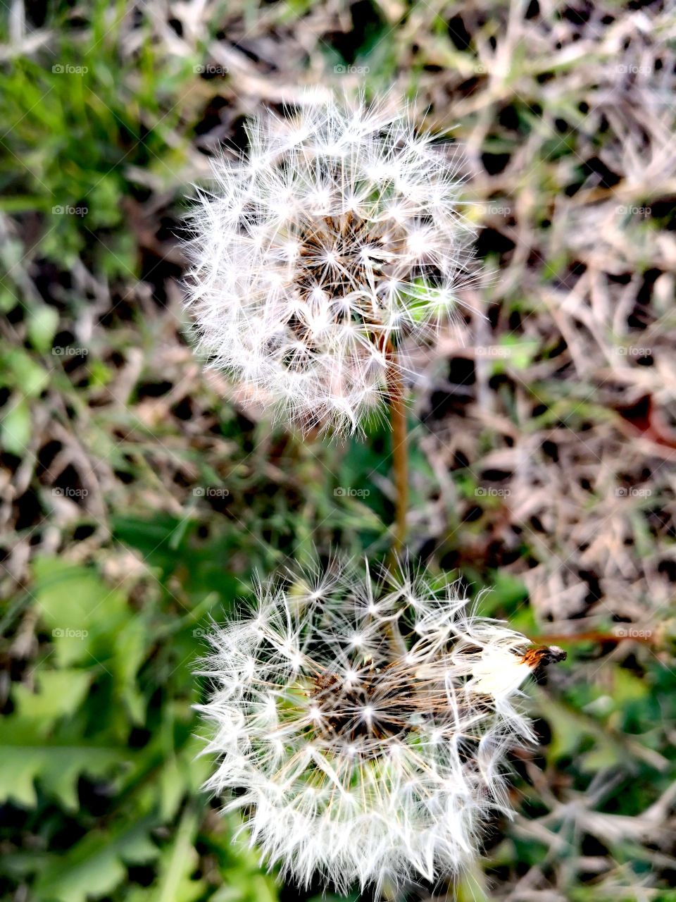 dandelion
