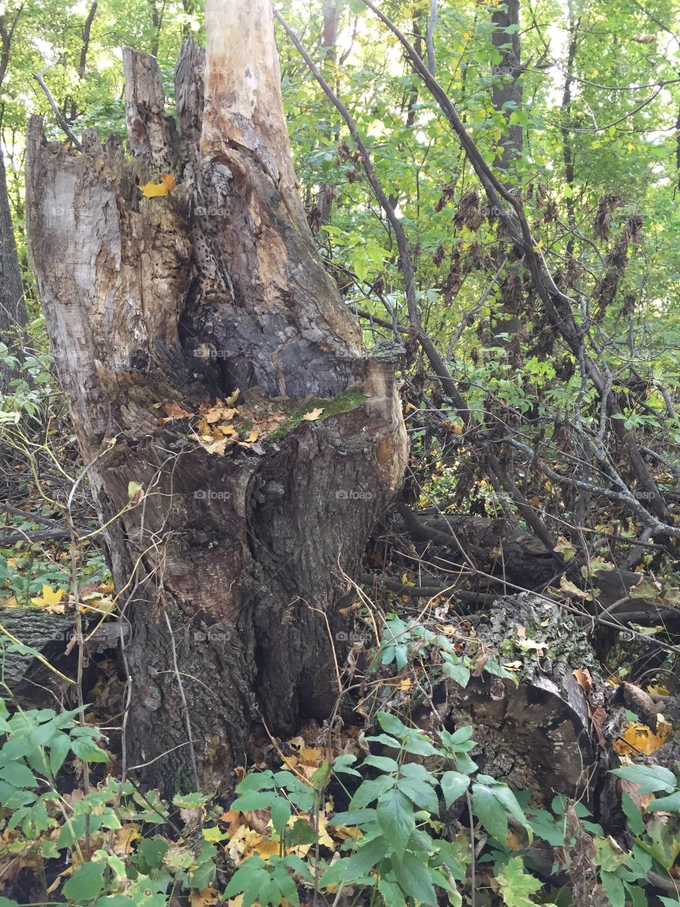 once upon a time it was a gigantic tree ...