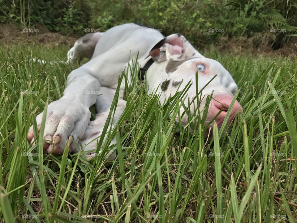 Blue eyed Great Dane puppy 