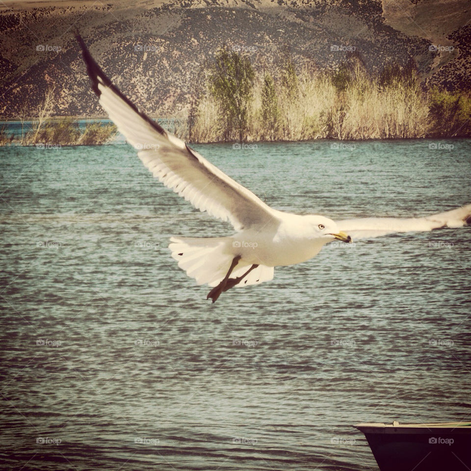 water lake bird seagull by jdub3142