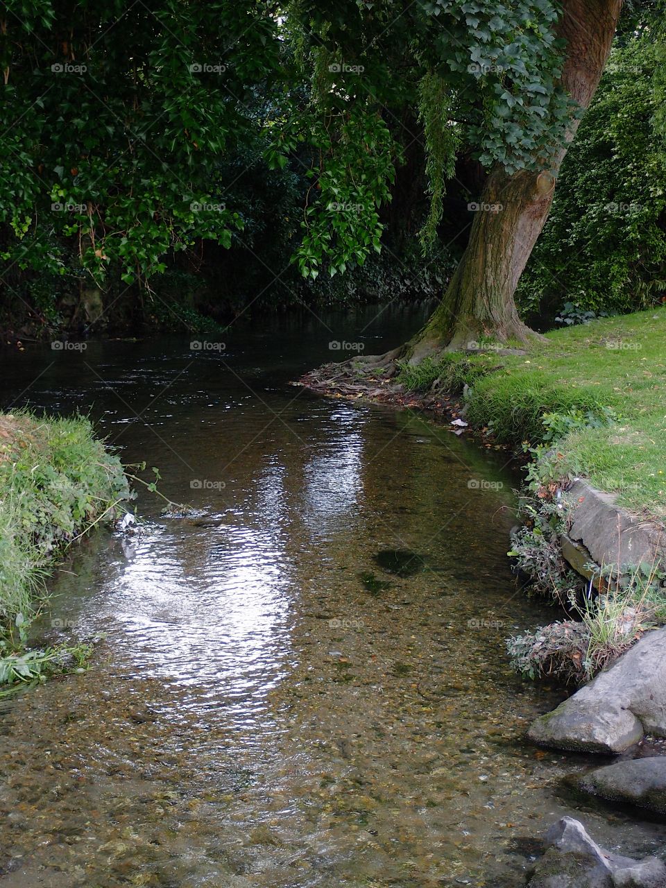 A small quiet stream winding around a large twisted and leaning tree on its banks on a peaceful and relaxing summer day. 